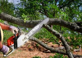 Reliable Oakland, MD Tree Care Solutions