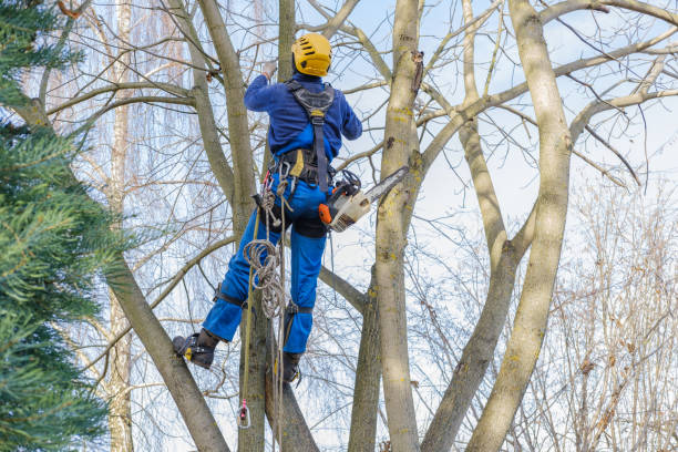 Best Utility Line Clearance  in Oakland, MD